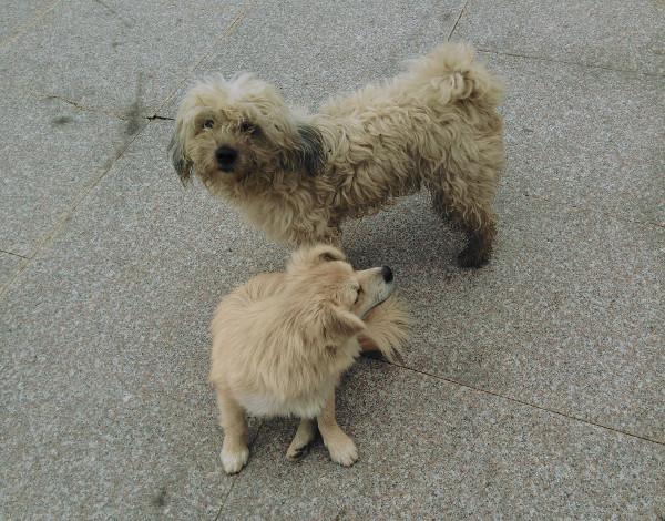 狗狗